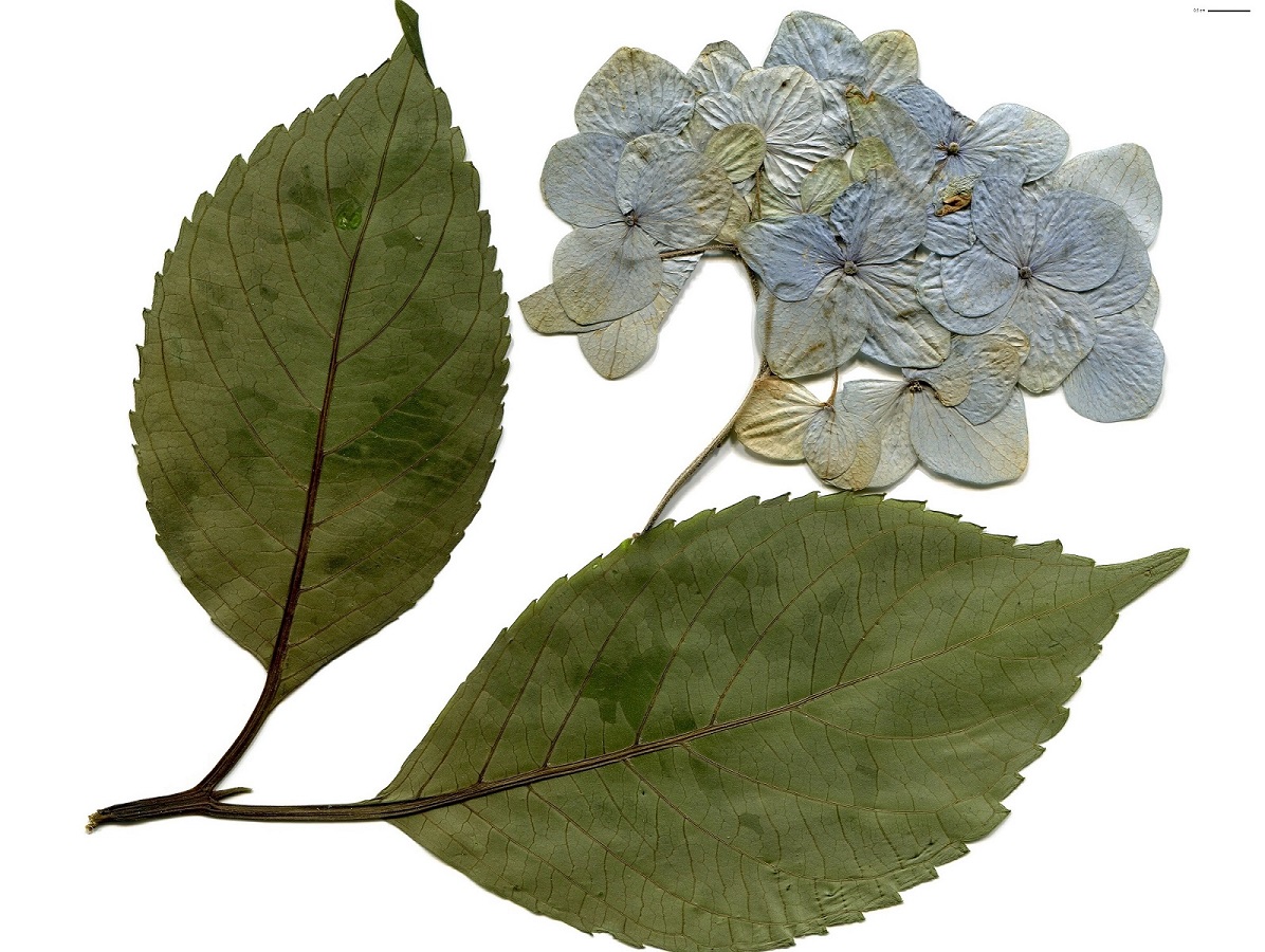 Hydrangea macrophylla (Hydrangeaceae)